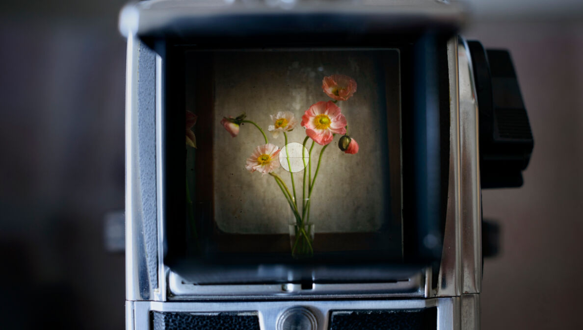 Eine Vase mit Blumen im Sucher einer alten Kamera