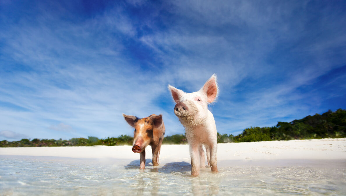 Schweine stehen mit den Beinen im Wasser an einem Sandstrand.