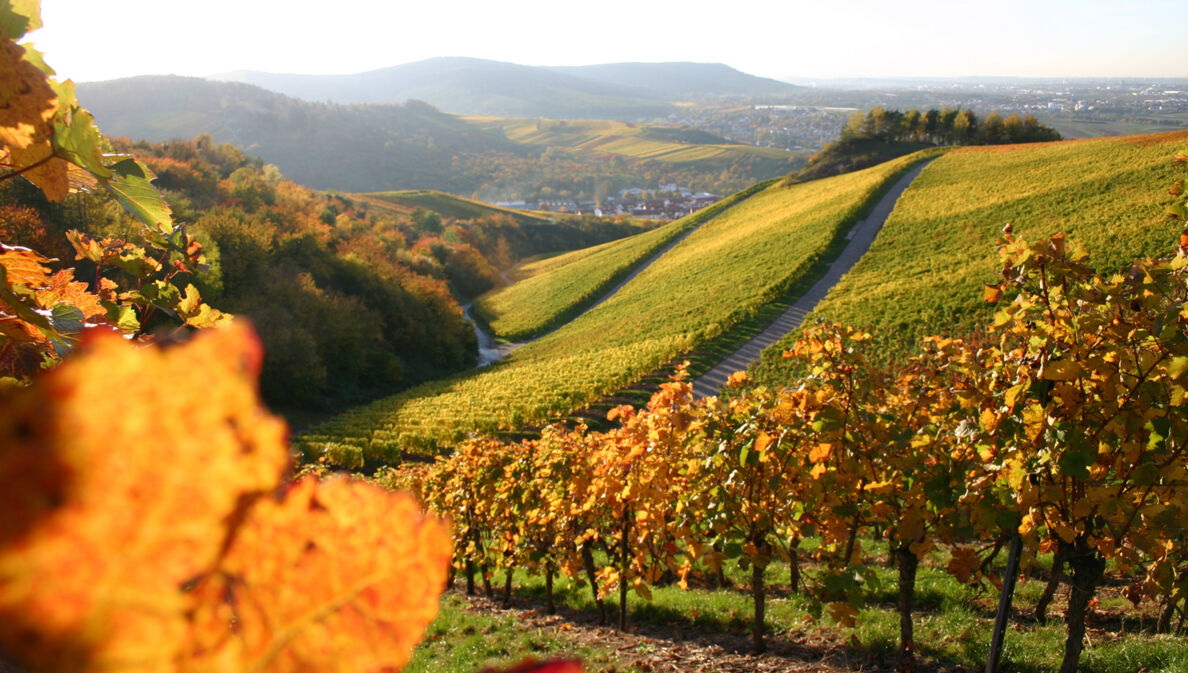 Weinberge in einer hügeligen Landschaft im Abendlicht