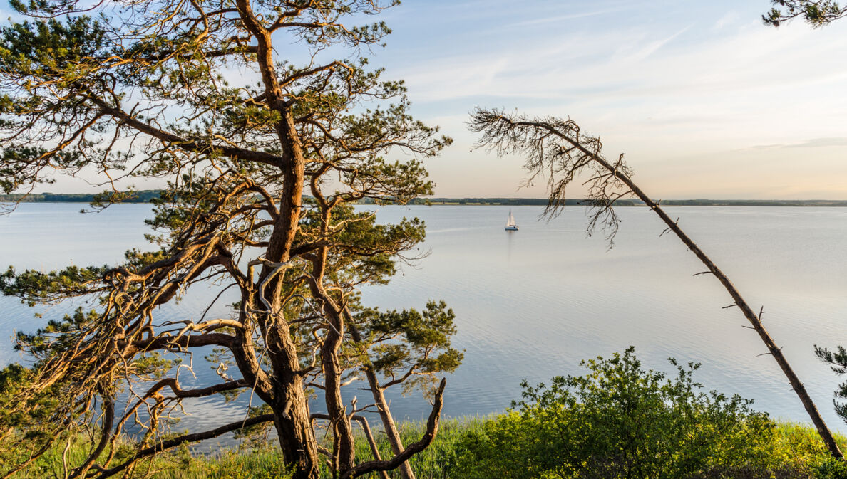 Bäume auf einer Anhöhe auf der Halbinsel Usedom.