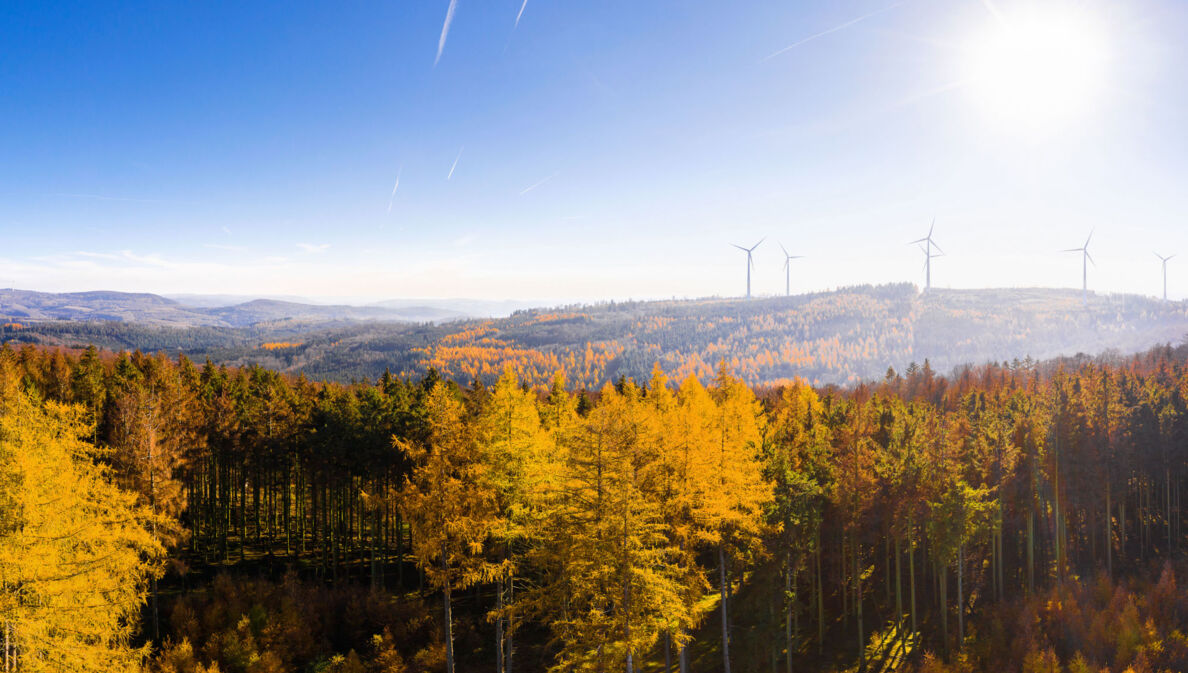 Blick über einen sonnigen Wald