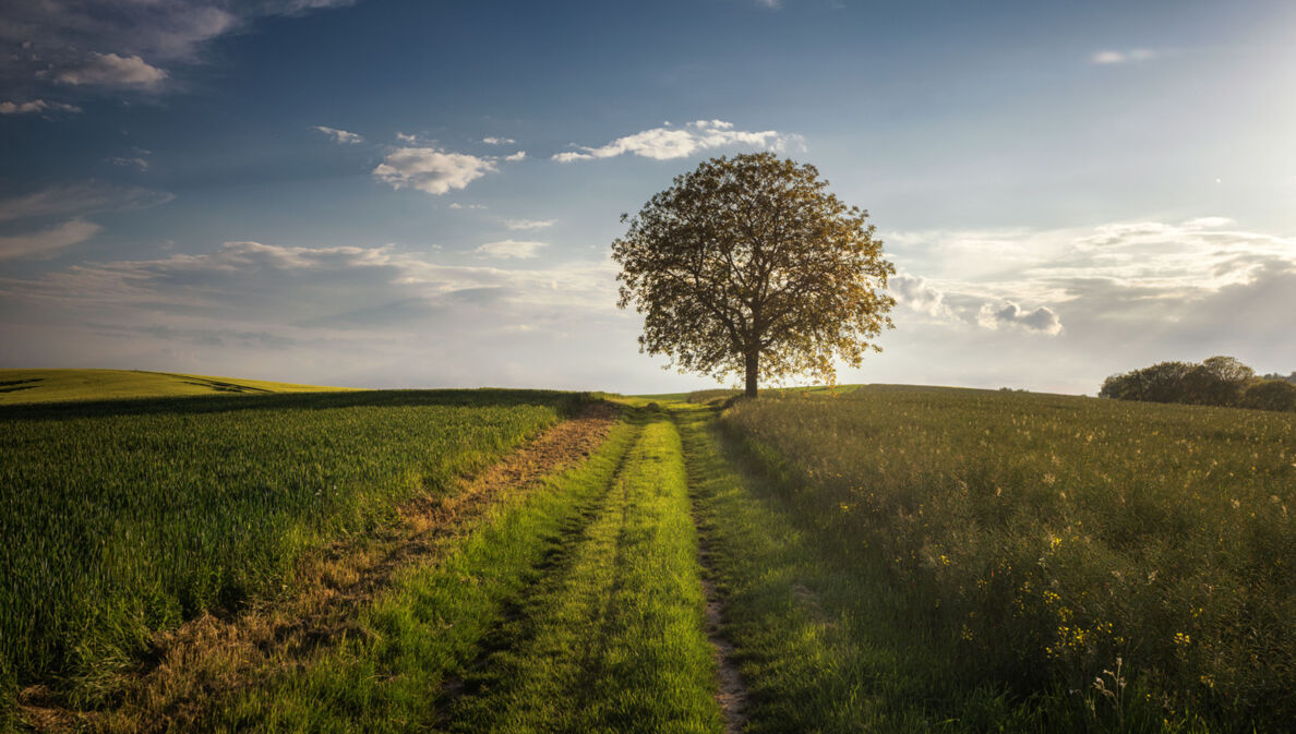 Ein Weg zwischen zwei Wiesen