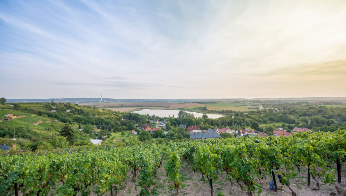 Blick über Weinberge auf eine Kleinstadt