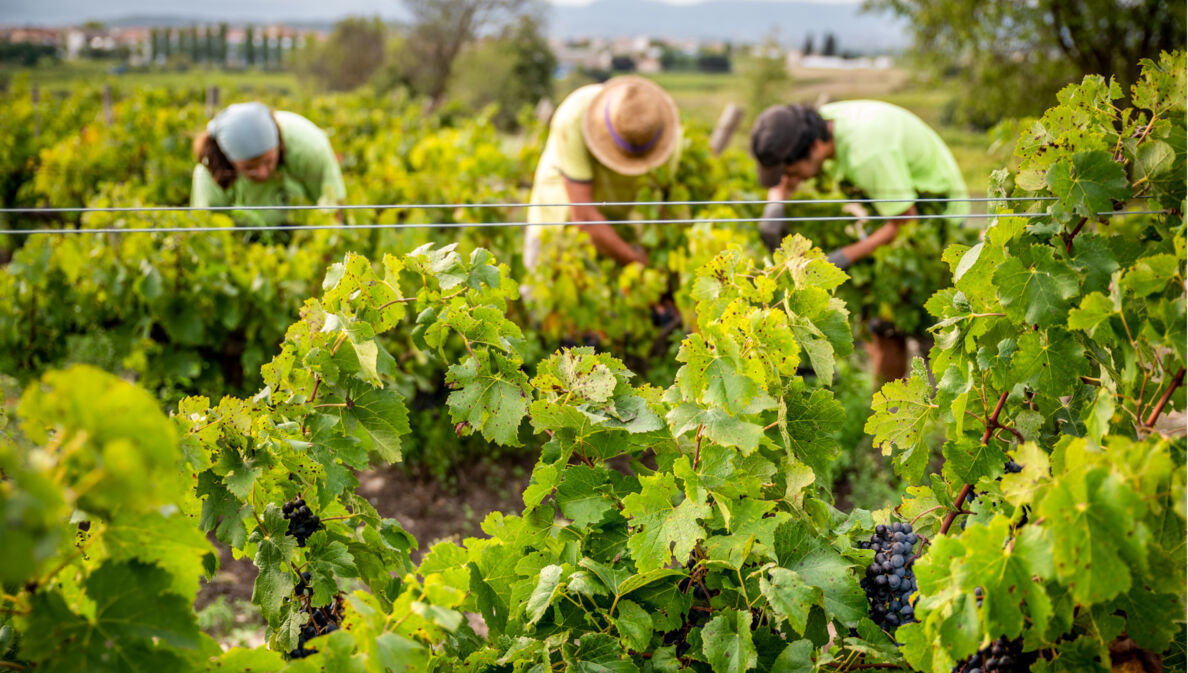 Zwei Hände, die Weinreben halten