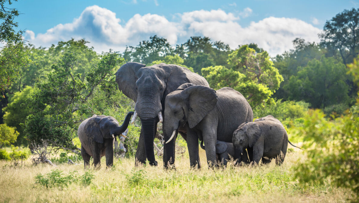 Eine Elefantenfamilie in der grünen Savanne im Kruger Nationalpark