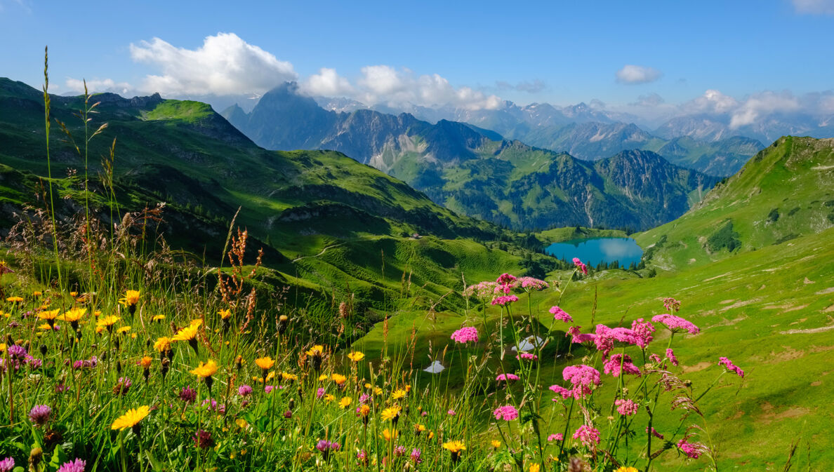 Panoramablick in die Allgäuer Alpen mit Bergsee und blühender Blumenwiese im Vordergrund