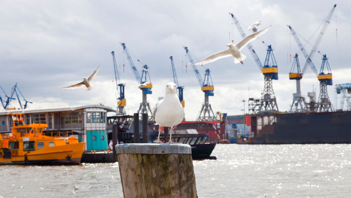 Möwen, Schiffe und Kräne am Hamburger Hafen