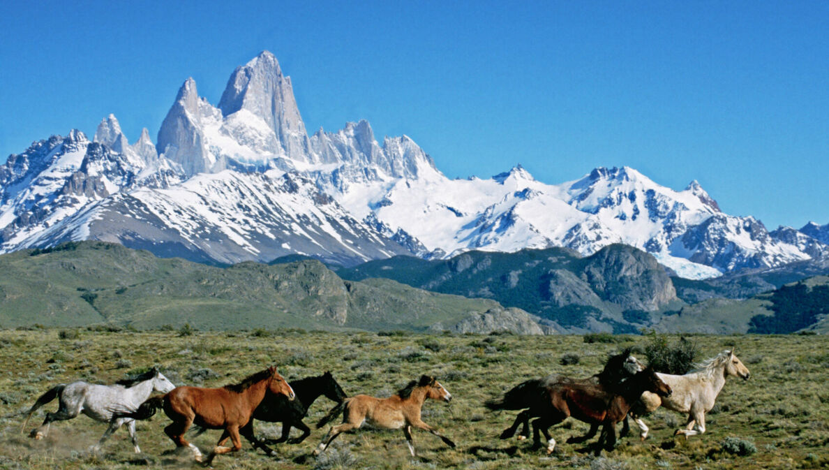 Eine Herde Wildpferde galoppiert durch die argentinische Grassteppe, im Hintergrund eine schneebedeckte Bergkette