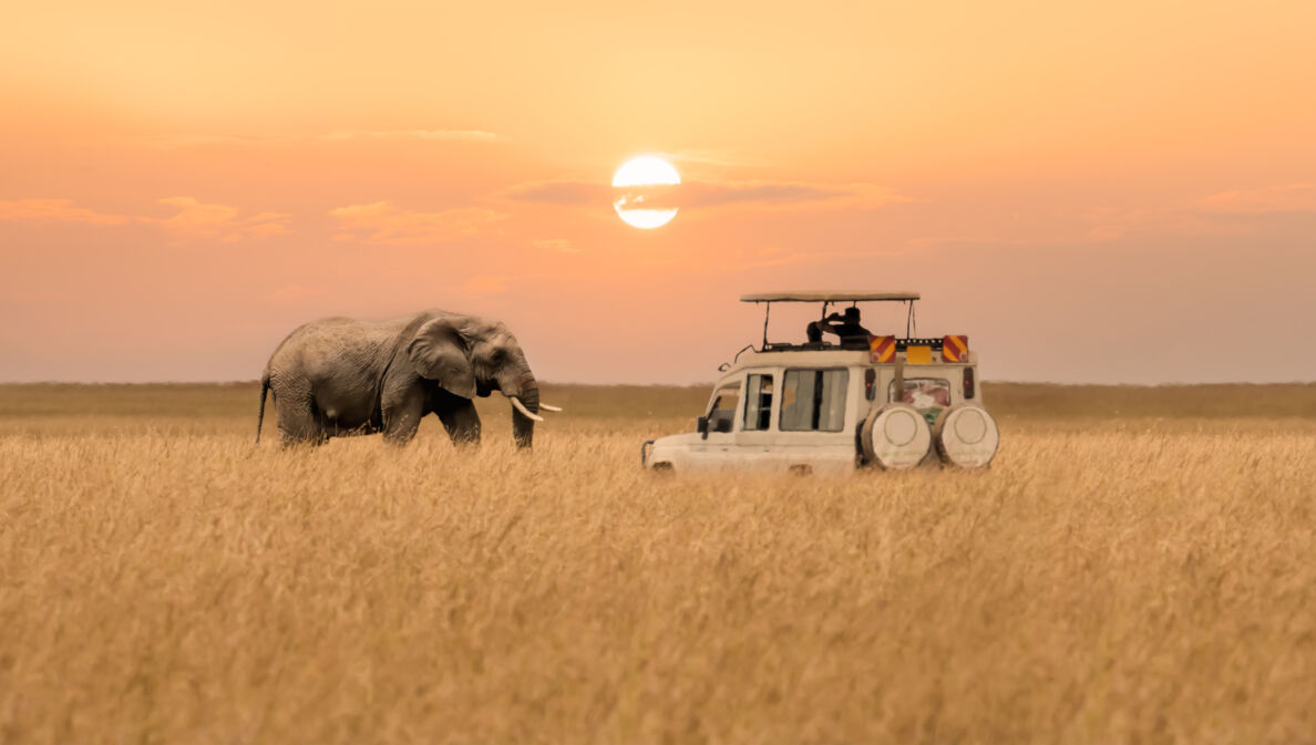 Ein Afrikanischer Elefant, der in der Savanne bei untergehender Sonne auf einen Jeep zugeht