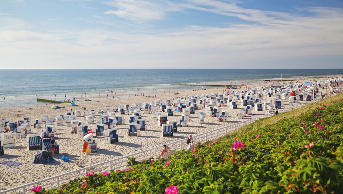 Panoramablick auf einen breiten Sandstrand mit vielen Strandkörben und einigen Personen von einer begrünten Düne im Vordergrund