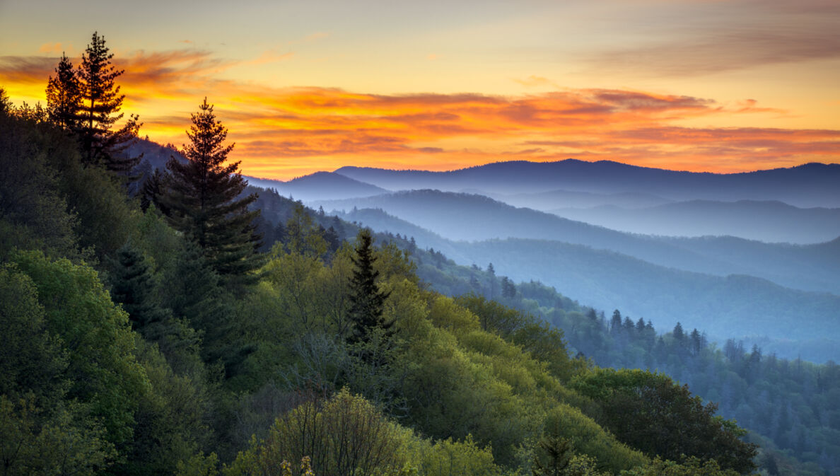 Eine neblige Waldlandschaft zu Sonnenaufgang.