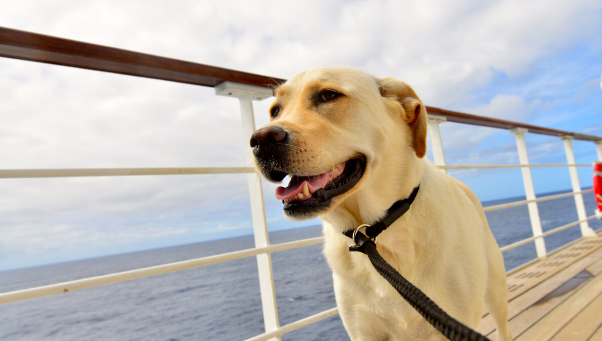 Nahaufnahme eines hellen Labradors an der Reling eines Kreuzfahrtschiffes auf dem Meer.