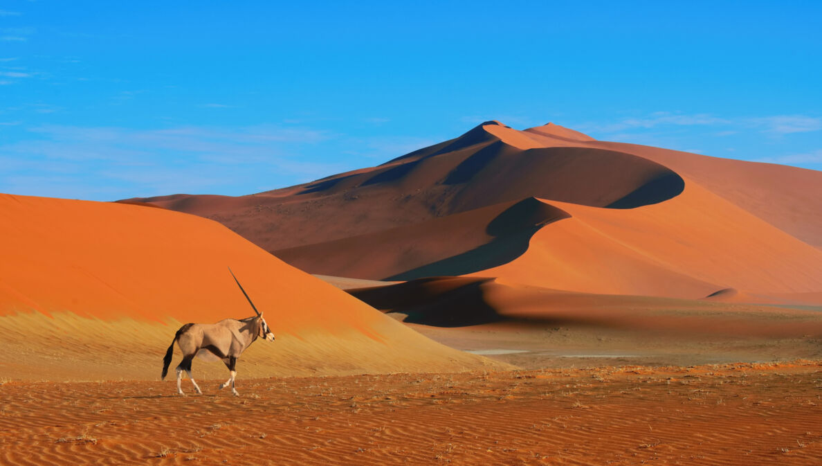 Eine Antilope vor goldener Wüstenlandschaft unter blauem Himmel.