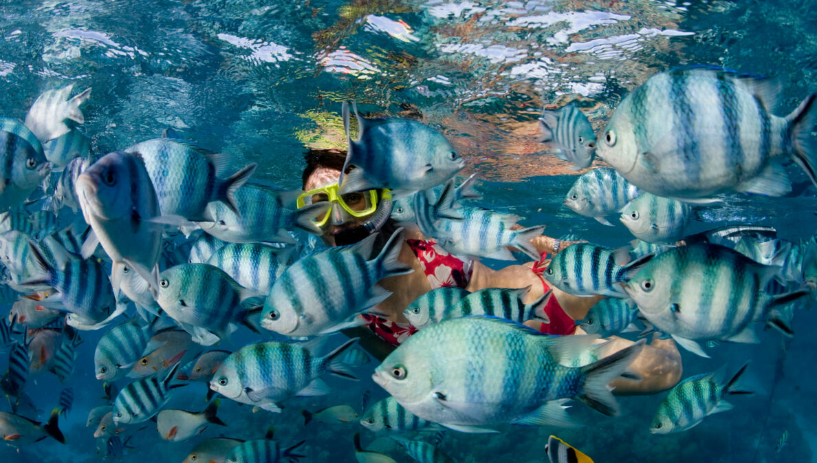 Eine Frau mit gelber Taucherbrille unter Wasser zwischen einem Schwarm weiß-blau-gestreifter Fische.