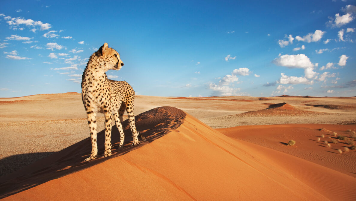 Ein Gepard steht auf einer Düne in einer rötlichen Wüstenlandschaft unter blauem Himmel.