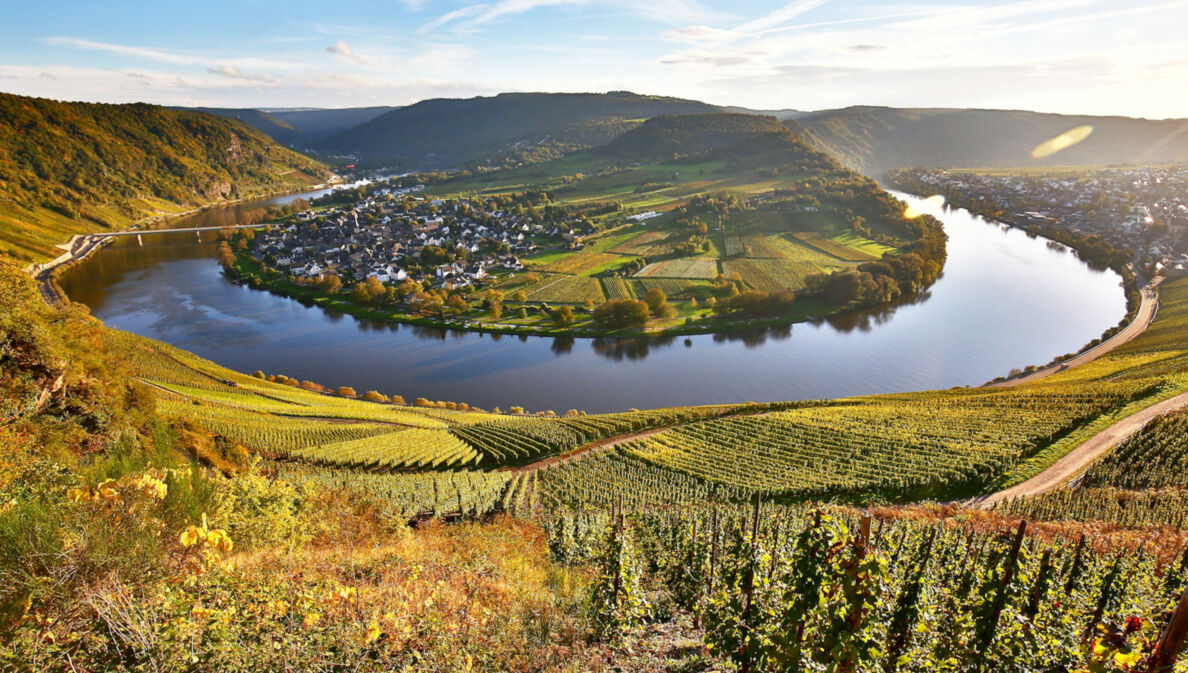 Blick von oben auf einen Weinhang und die Moselschleife bei Kröv.