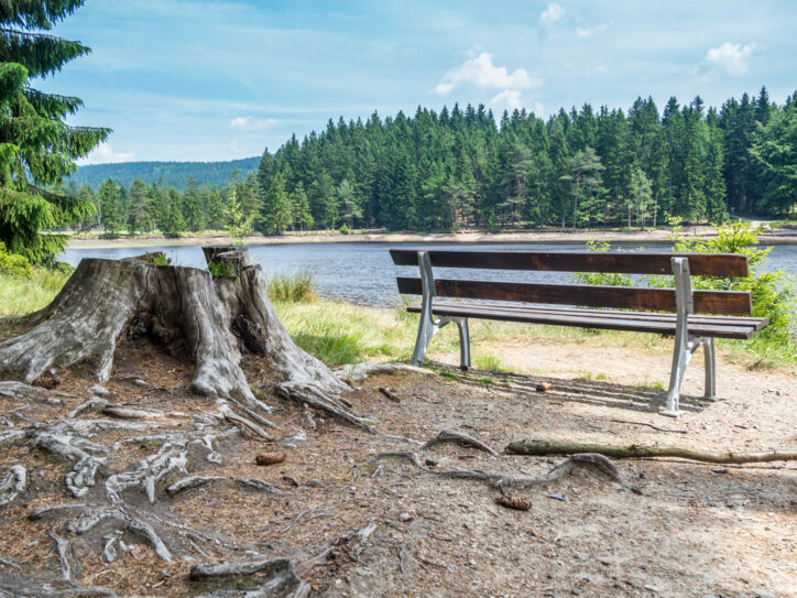 Bank und Baumstumpf mit Blick aufs Wasser