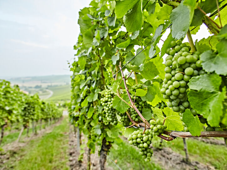 Weinberge im Naturpark Frankenhöhe