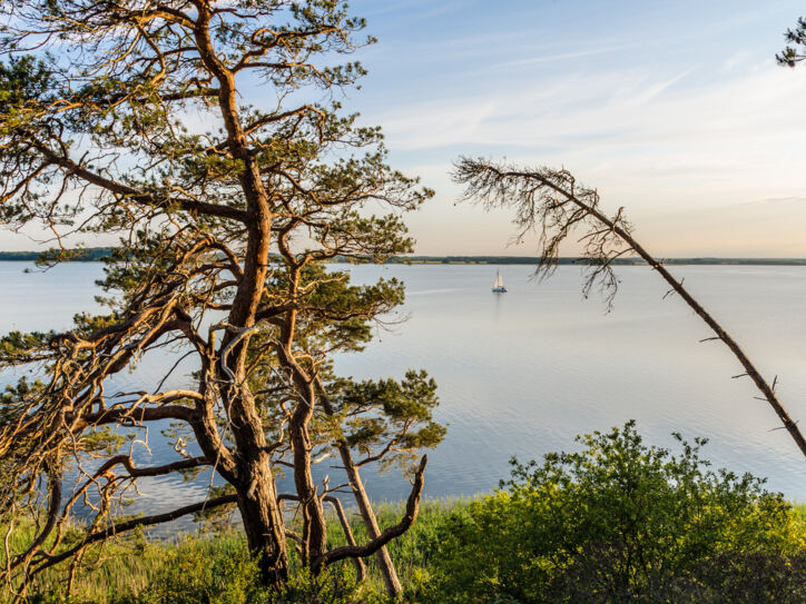 Bäume auf einer Anhöhe auf der Halbinsel Usedom.