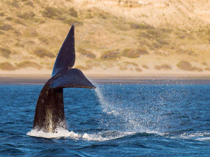 Die Fluke eines Wals ragt aus dem Wasser vor einem menschenleeren Sandstrand