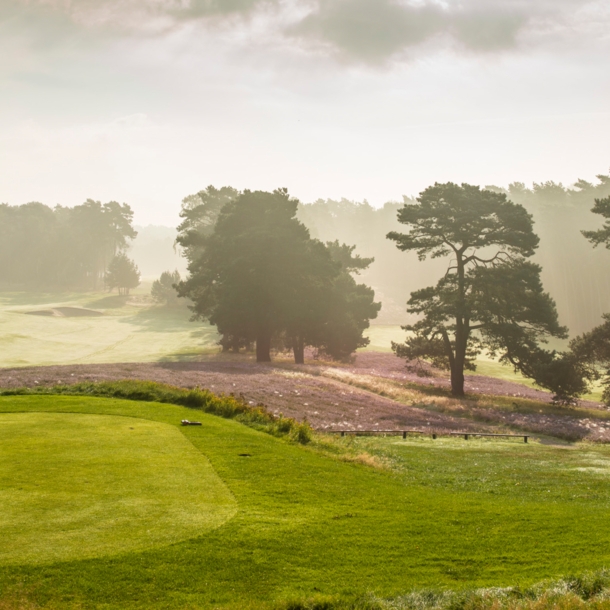 Ein im Dunst liegender Golfplatz mit blühender Heide und großen Bäumen