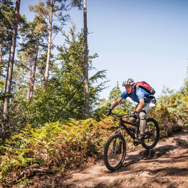 Ein Mountainbiker fährt auf einem Weg einen Hügel umgeben mit Bäumen und Büschen herunter