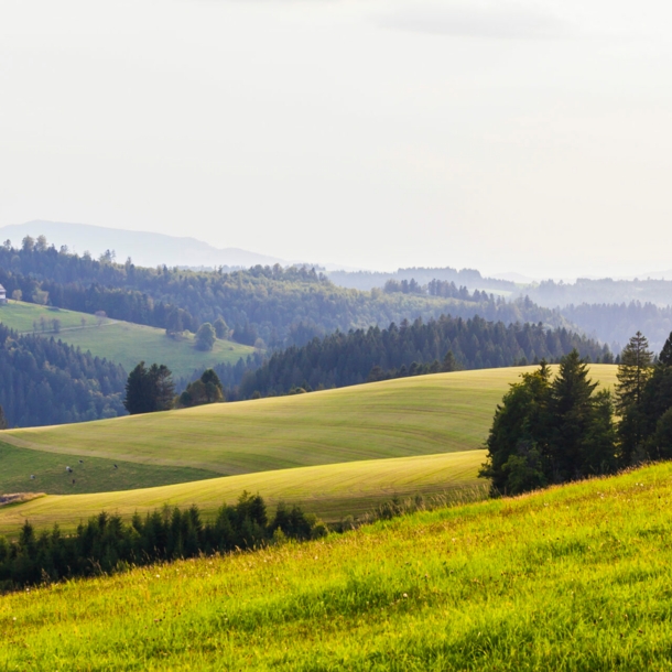 Eine hügelige Landschaft mit Wiesen und Nadelwäldern