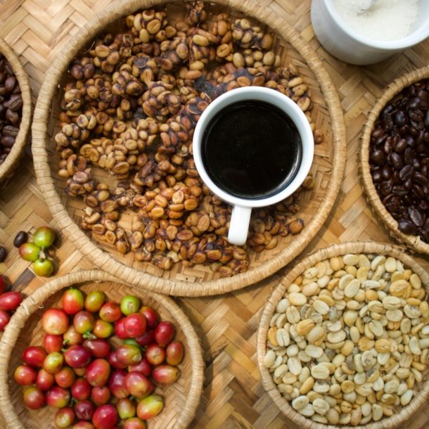 Kaffeebohnen in verschiedenen Röstzuständen, Kaffeekirschen