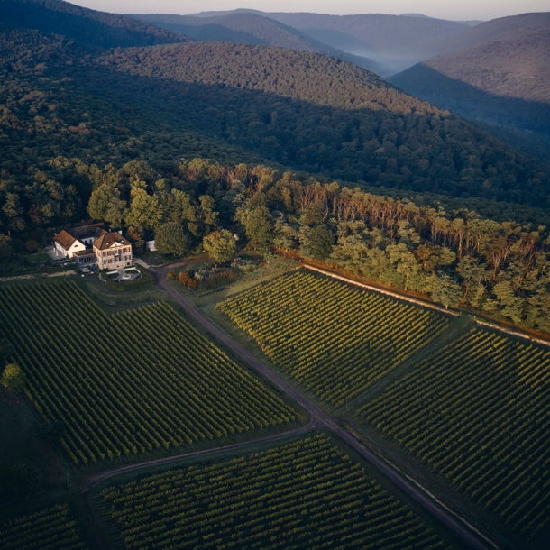 Luftaufnahme eines Weinbergs an dessen Rand ein weißes Gutshaus steht