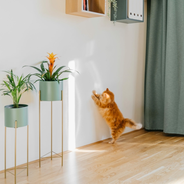 Eine rot getigerte Katze spielt mit dem Sonnenlicht an einer weißen Wand