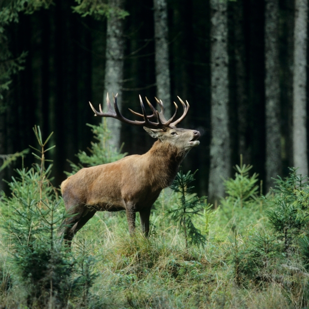 Ein Hirsch steht in einem Wald