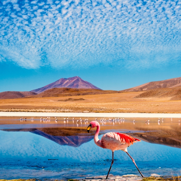 Ein rosafarbener Flamingo vor einem See und einer wüstenartigen Landschaft im Hintergrund