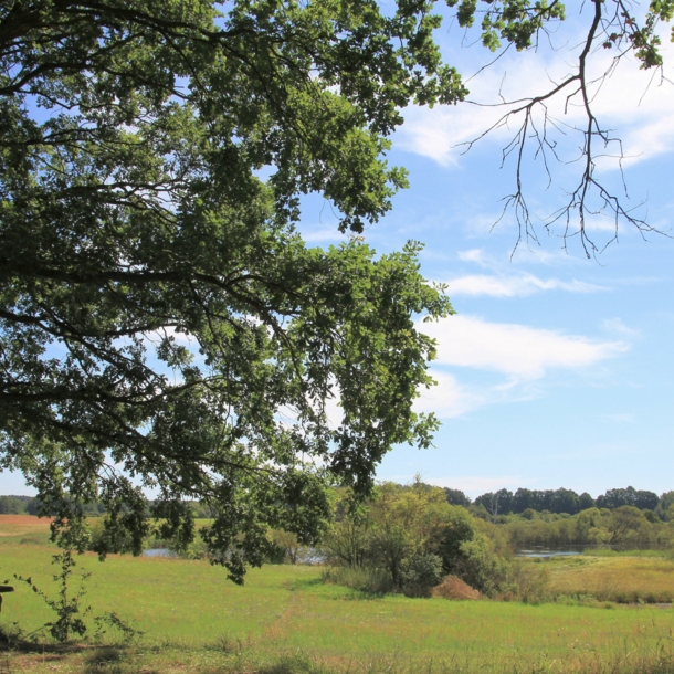 Eine Bank unter einem Baum, dahinter Wiese und Wald