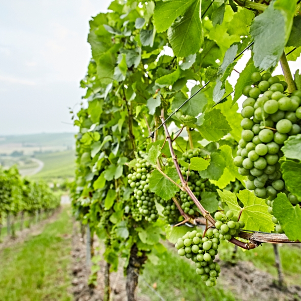 Weinberge im Naturpark Frankenhöhe