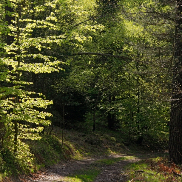 Wanderweg im Wald