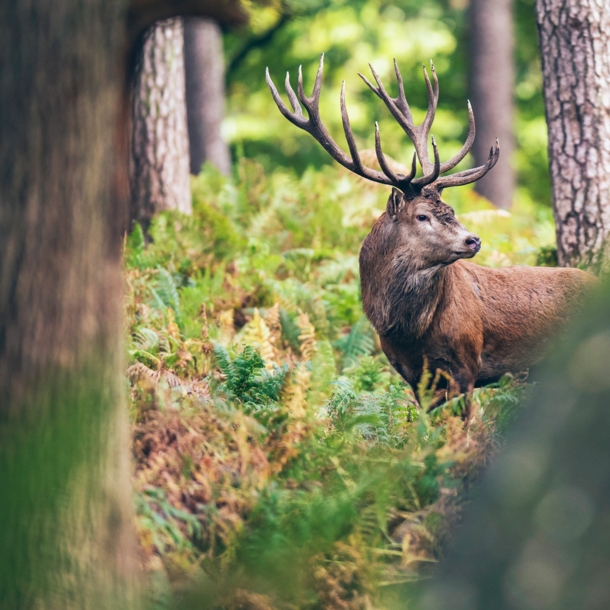 Hirsch im Wald