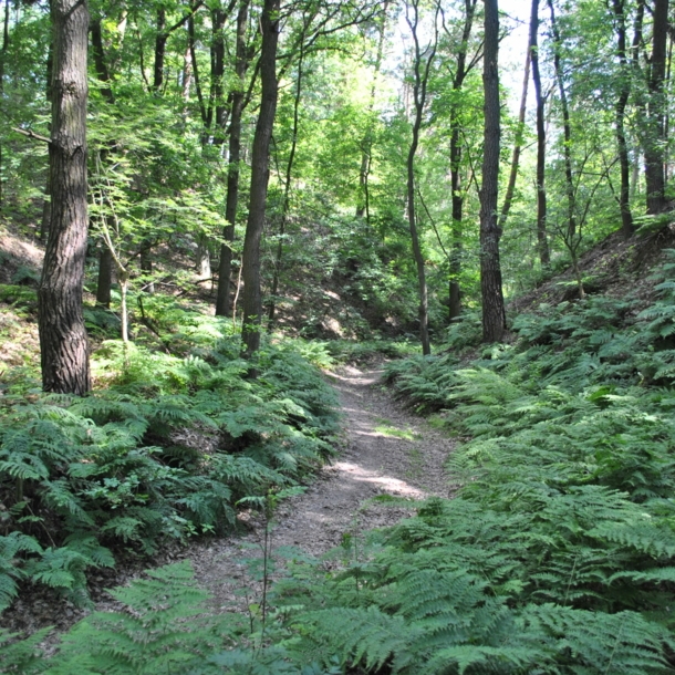 Schmaler Weg durch einen Wald