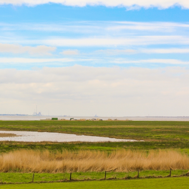 Graslandschaft in Norddeutschland