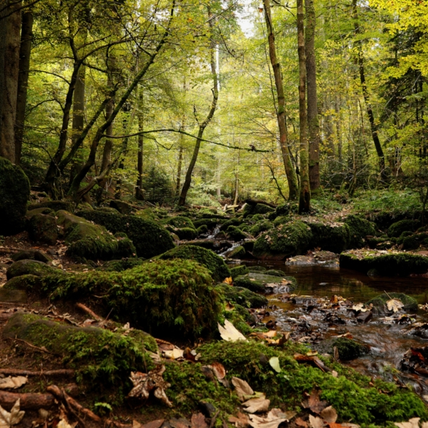 Ein kleiner Bach in einem Wald zwischen Bäumen und moosbewachsenen Steinen