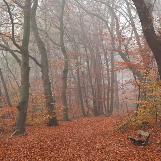 Waldweg nähe Syke.