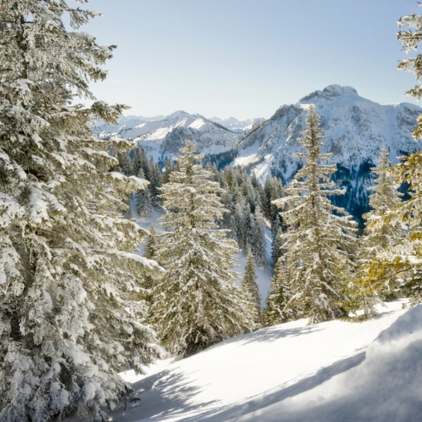 Blick auf schneebedeckte Bäume