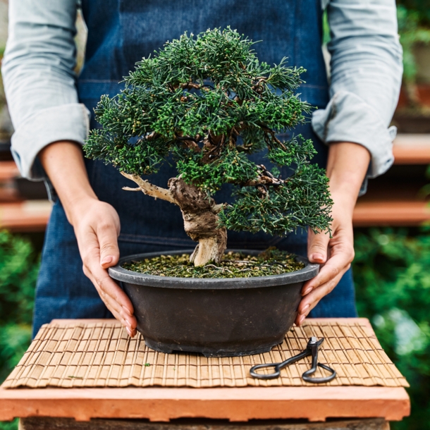 Ein Bonsai wird auf einen kleinen Tisch gestellt.