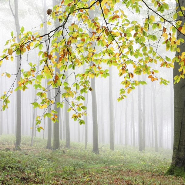 Ein Baum mit herbstlich verfärbten Blättern in einem vernebelten Wald.