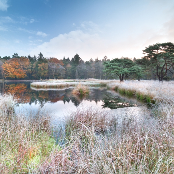 Eine Moorlandschaft mit Gräsern im Herbst.