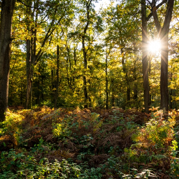 Die Sonne scheint durch hohe Bäume in einem Wald.