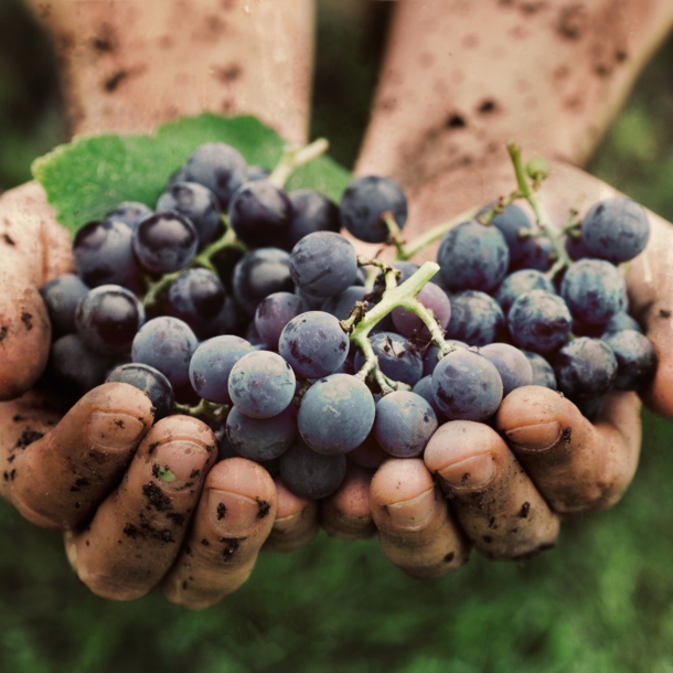 Frisch geerntete Weintrauben in von der Weinernte verschmutzten Händen.