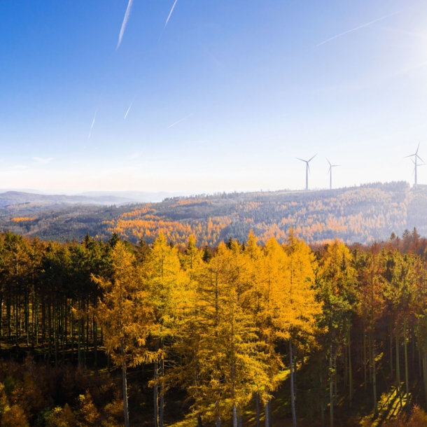 Blick über einen sonnigen Wald