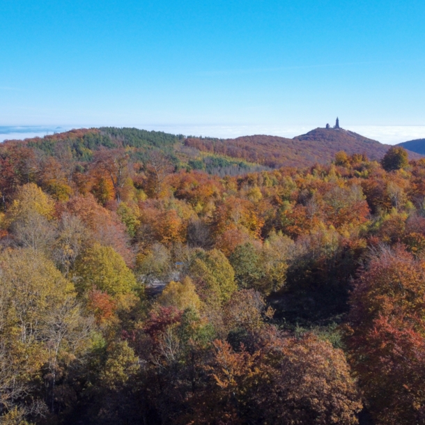 Luftaufnahme eines herbstlichen Waldes