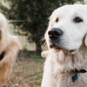 Nahaufnahme von den Köpfen zweier Golden Retriever