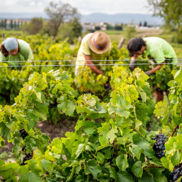 Zwei Hände, die Weinreben halten